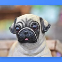 Amazing Pugs Wallpapers