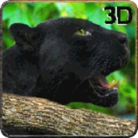 Real Black Panther Wild Attack