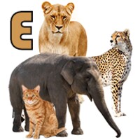 تعليم أسماء الحيوانات باللغة الانجليزية