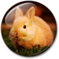 Cute Animals Live Wallpaper