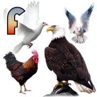 تعليم أسماء الطيور باللغة الفرنسية