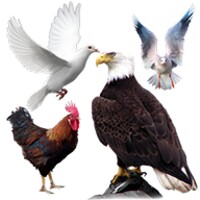 تعليم أسماء الطيور