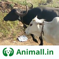 Animall