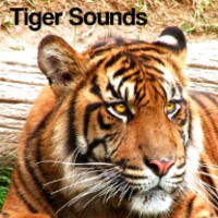 Tiger Sounds