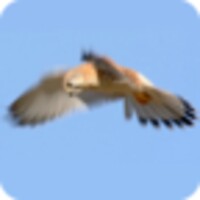 Falcon Live Wallpaper