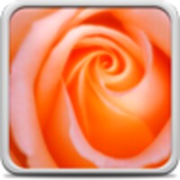 Macro Rose Live Wallpaper