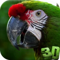 Parrot 3D Video Live Wallpaper