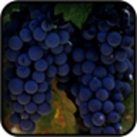 Grapes Wallpapers